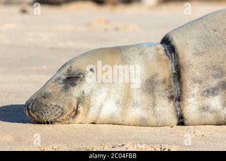 Sigillo danneggiato o defunto con ferite sul collo causate da inquinamento marino in plastica. Animale salvato con vecchia cicatrice guarita. Bella testa di guarnizione grigia in stretta Foto Stock