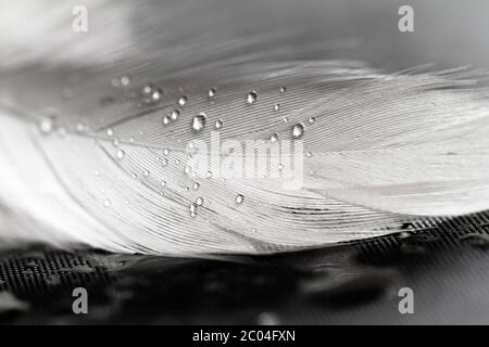 Bianco con piume di gocce di acqua su sfondo grigio Foto Stock