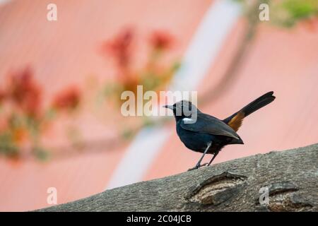 Robin indiano (Copsychus fulicatus) arroccato su un ramo di albero Foto Stock