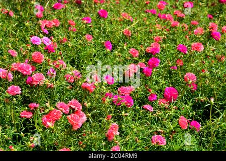 Fuoco morbido di porslane comuni, Verdolaga, Pigweed, Little Hogweed, Pusley o fiori di Portulaca Foto Stock