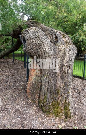 L'albero della pagoda giapponese, uno dei "vecchi leoni" di Kew, nei Royal Botanic Gardens, Kew, Richmond upon Thames, Inghilterra, Regno Unito. Foto Stock