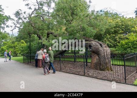 L'albero della pagoda giapponese, uno dei "vecchi leoni" di Kew, nei Royal Botanic Gardens, Kew, Richmond upon Thames, Inghilterra, Regno Unito. Foto Stock