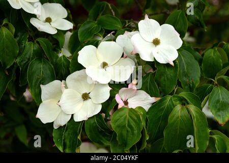 Un gruppo di fiori bianchi di un legno di legno di Dogwood Cinese. Foto Stock