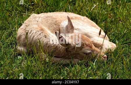 Un giovane Deer di favole che dorme al sole. Foto Stock