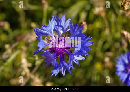 Primo piano immagine di un fiore di mais blu, latino nome cyanus. Campagna inglese, estate. Foto Stock
