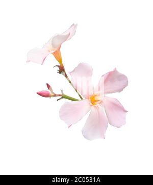 Rosa Oleander fiori isolati su bianco. Foto Stock