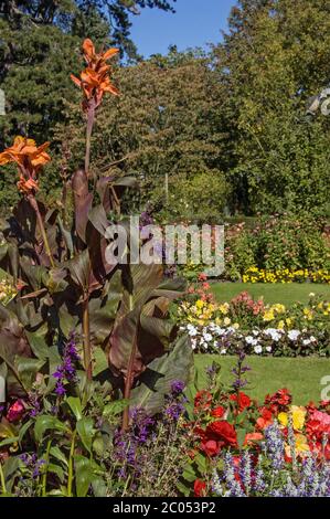 Vista dei premiati giardini presso le rovine dell'abbazia di Bury St Edmunds, Suffolk. Foto Stock