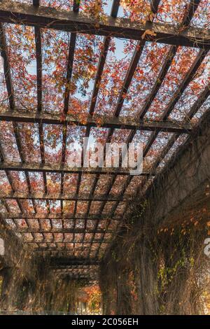 Colori autunnali su pergola nel centro espositivo di Wrocław, Polonia Foto Stock