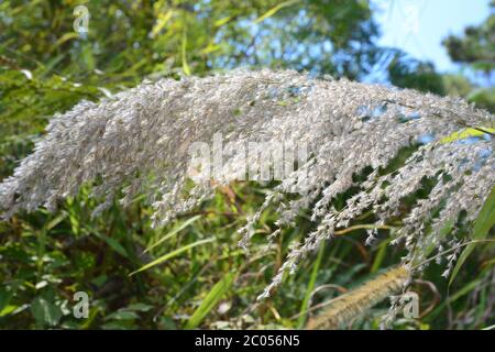 Saccharum spontaneo o Kash Phool Foto Stock