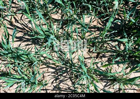 Campo di cereali freschi con terreno marrone al sole primaverile. Concetto agricolo, paesaggio per carta da parati, prospettiva degli uccelli, germogli di grano verde giovane. Foto Stock