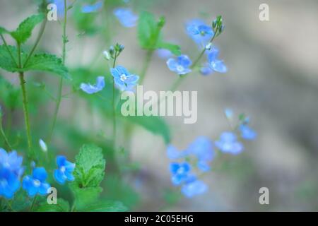 Minuscolo bokeh floreale di fiori blu. Veronica persica - birdeye speedwell, campo comune-speedwell, persiano speedwell, uccello-occhio o inverno speedwell. Foto Stock