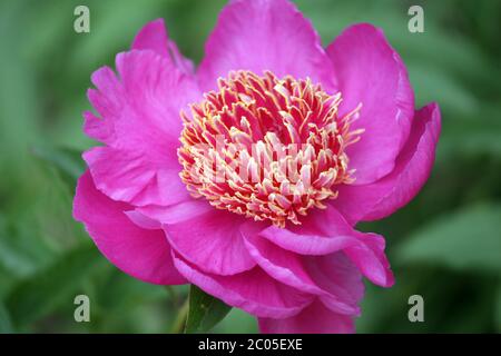 Peony 'Neon' Peony Fiore viola Foto Stock