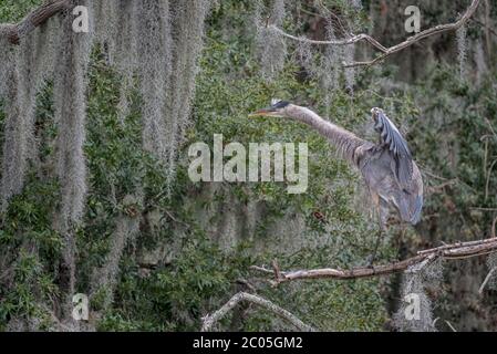 Grande airone blu arroccato su un Live Oak Tree riempito con ali di muschio spagnolo largo aperto e collo completamente allungato su un nuvoloso giorno invernale Low Country Foto Stock