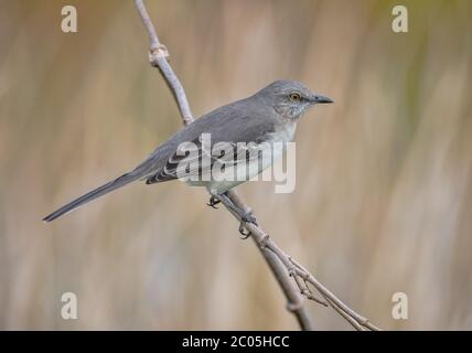 Il mockingbird settentrionale è appollaiato su una filiale in una giornata invernale nella Georgia costiera nell'area di Savannah - Gennaio 2020 Foto Stock