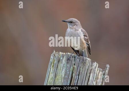 Il mockingbird settentrionale è appollaiato su un vecchio cancello di legno che si alimenta sugli insetti vicino all'acqua in una calda giornata invernale nella Florida settentrionale - 2020 gennaio Foto Stock