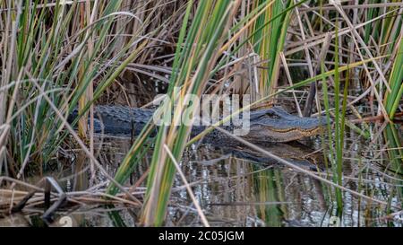 Giovane alligatore crogiolarsi al sole nascosto nel prato e vegetazione parzialmente sommerso in acqua in una palude in inverno febbraio 2020 Foto Stock