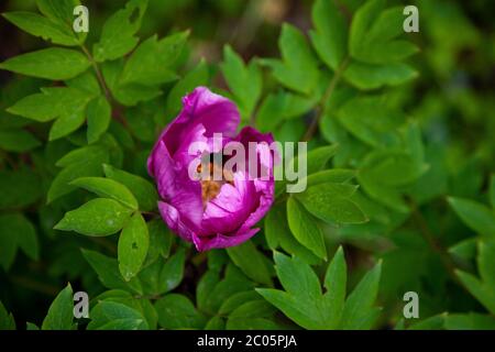 Cespuglio di peonie nel giardino. Bellissimi boccioli rosa scuro di fiori estivi. Fiore di peonia colore Bordeaux. Foto Stock