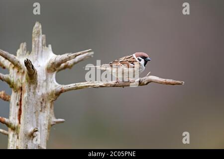 Passera di alberi (Passer montanus) UK Foto Stock