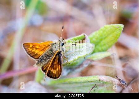 Femmina grande Skipper farfalla a riposo Foto Stock