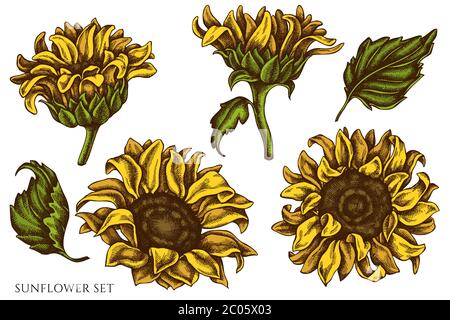 Serie vettoriale di girasole colorate disegnate a mano Illustrazione Vettoriale