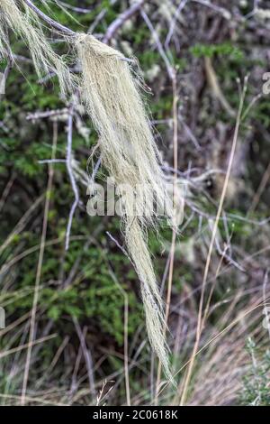 Lichen della barba degli uomini vecchi (Asnea barbata) che si estende su un albero, Parco Nazionale della Patagonia, valle di Chacabuco vicino Cochrane, Regione di Aysen, Patagonia, Cile Foto Stock