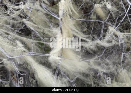 Lichen della barba degli uomini vecchi (Asnea barbata) che si estende su un albero, Parco Nazionale della Patagonia, valle di Chacabuco vicino Cochrane, Regione di Aysen, Patagonia, Cile Foto Stock