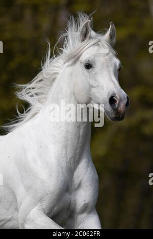 Stallone grigio arabo purosangue , ritratto, Austria Foto Stock