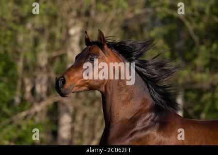 Stallone arabo bruno purosangue in primavera, Tirolo, Austria Foto Stock