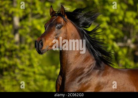 Ritratto di uno stallone arabo bruno purosangue nel pascolo, Tirolo, Austria Foto Stock