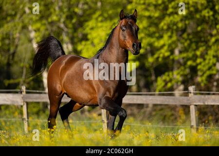 Stallone arabo bruno purosangue in primavera, Tirolo, Austria Foto Stock