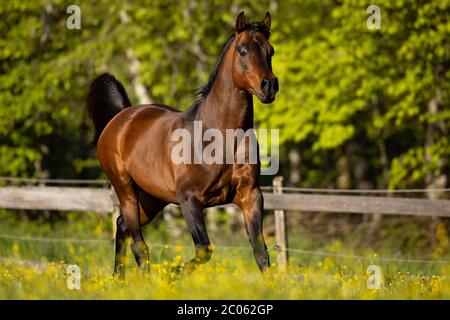 Stallone arabo bruno purosangue in primavera, Tirolo, Austria Foto Stock