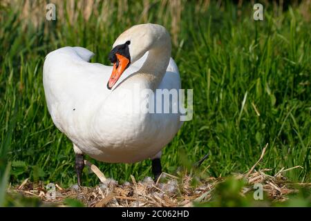 Il cigno muto (Cygnus olor) si trova sul nido, Schleswig-Holstein, Germania Foto Stock