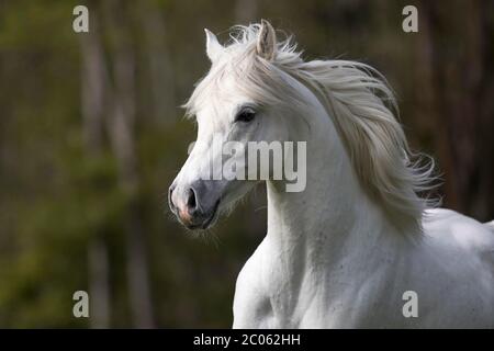 Stallone grigio arabo purosangue , ritratto, Austria Foto Stock