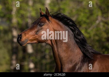 Stallone arabo bruno purosangue in primavera, Tirolo, Austria Foto Stock