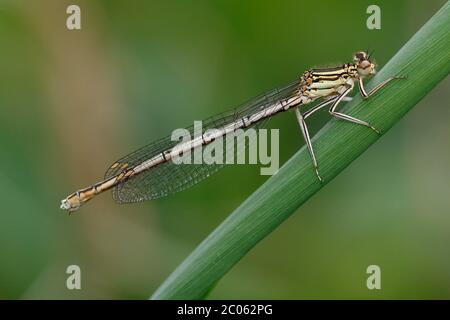 Damselfly a zampe bianche (Platycnemis pennipes), femmina seduto su foglia, Schleswig-Holstein, Germania Foto Stock