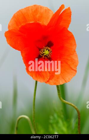 Papavero da seme (Papaver dubium), due fiori, Schleswig-Holstein, Germania Foto Stock