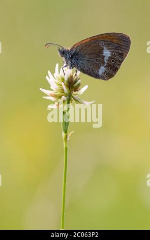 Guarigia perlacea (Coenonympha arcania) su trifoglio, Baviera, Germania Foto Stock