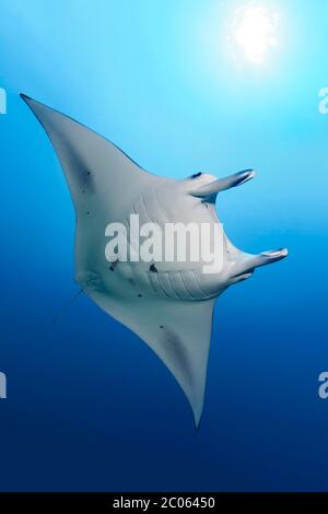 Il raggio di Manta Reef (Mobula alfredi) nuota in acque blu, Grande barriera Corallina, Mare dei Coralli, Oceano Pacifico, Australia Foto Stock