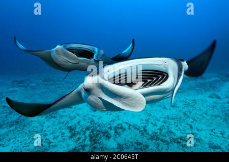 Due mante della barriera corallina (Mobula alfredi) nuotano con bocca aperta su fondo sabbioso, dal fronte, Grande barriera Corallina, Mare dei Coralli, Oceano Pacifico, Australia Foto Stock