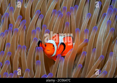 Ocellaris Clownfish (Amphiprion ocellaris) in magnifico anemone marino (Heteractis magnifica), Grande barriera Corallina, Mare dei Coralli, Oceano Pacifico, Australia Foto Stock