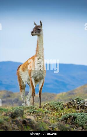 Guanaco (Llama guanicoe), inoltre, è in Lookout, Parco Nazionale Torres del Paine, Regione di Magallanes y de la Antartica Chilena, Patagonia, Cile Foto Stock