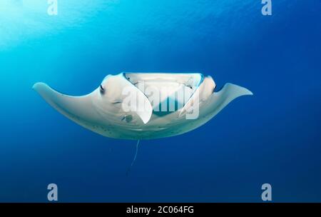 Reef Manta ray (Mopula alfredi) dal fronte, nuoto in acque blu, Grande barriera Corallina, Coral Sea, Oceano Pacifico, Australia Foto Stock