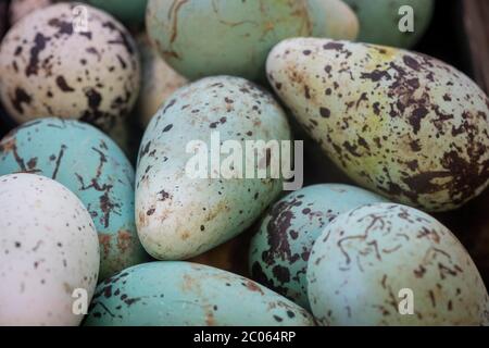 Uova di guillemot comune (uria aalge), delicatessen, Reykjavík, Islanda, Europa Foto Stock