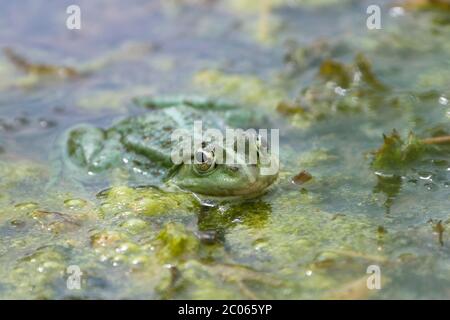 Rana d'acqua (rana esculenta), si trova in piante d'acqua nel laghetto, bassa Austria, Austria Foto Stock