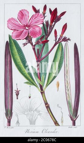 Oleandro (Nerium oleander), incisione in rame colorato a mano di Pancrace Bessa, da Herbier General de l'Amateur, Parigi, Francia, 1816 Foto Stock