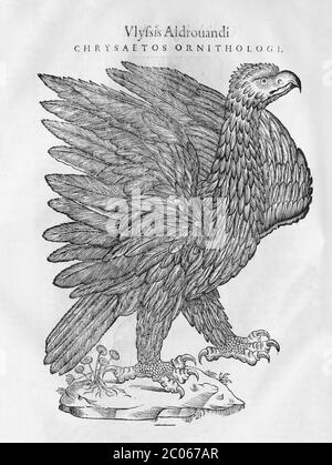 Aquila orlithologiae hoc est de avibus Historiae libri XII di Ulysses Aldrovandi (1522-1603) Foto Stock