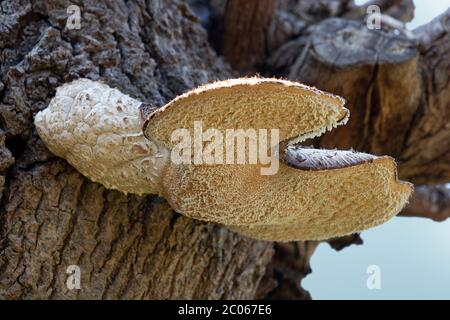 Il fungo della sella di Dryad che cresce su un ceppo di albero morto Foto Stock