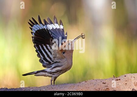 Hoopoe (Uppa Epps) con Engerling come cibo, durante la foraging, alba, Biosfera Riserva Mittelbe, Sassonia-Anhalt, Germania Foto Stock