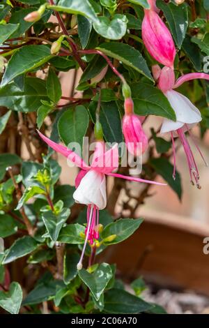 Fucsia (hardy) ‘alice hoffman’ piantato in un vaso da giardino, Northampton, Inghilterra, Regno Unito, Foto Stock