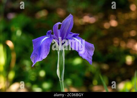 Il fiore di un iride giapponese variegato (Iris laevigata 'variegata') Foto Stock